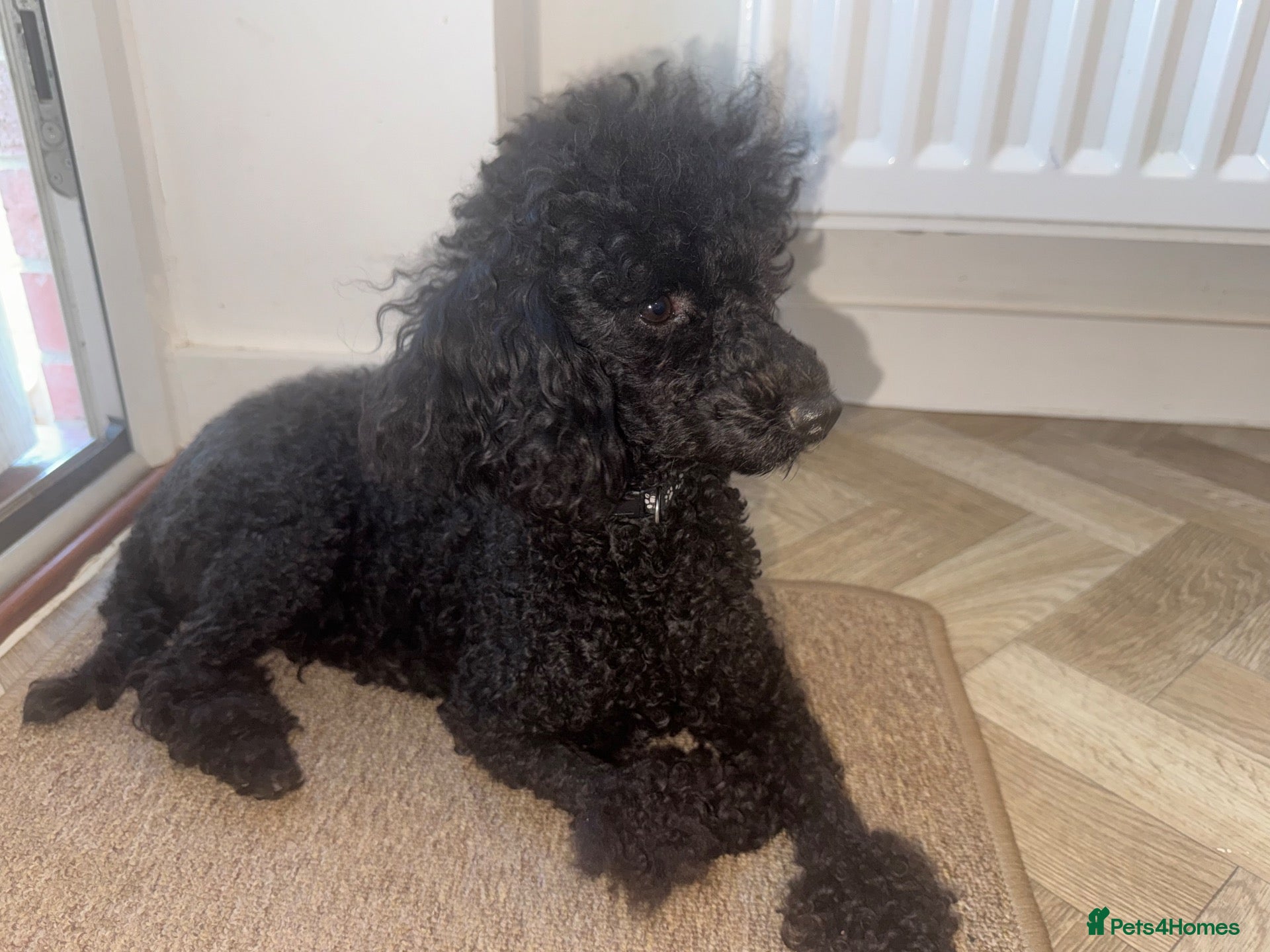 Miniature Poodle dogs Apricot pup - Advert 1