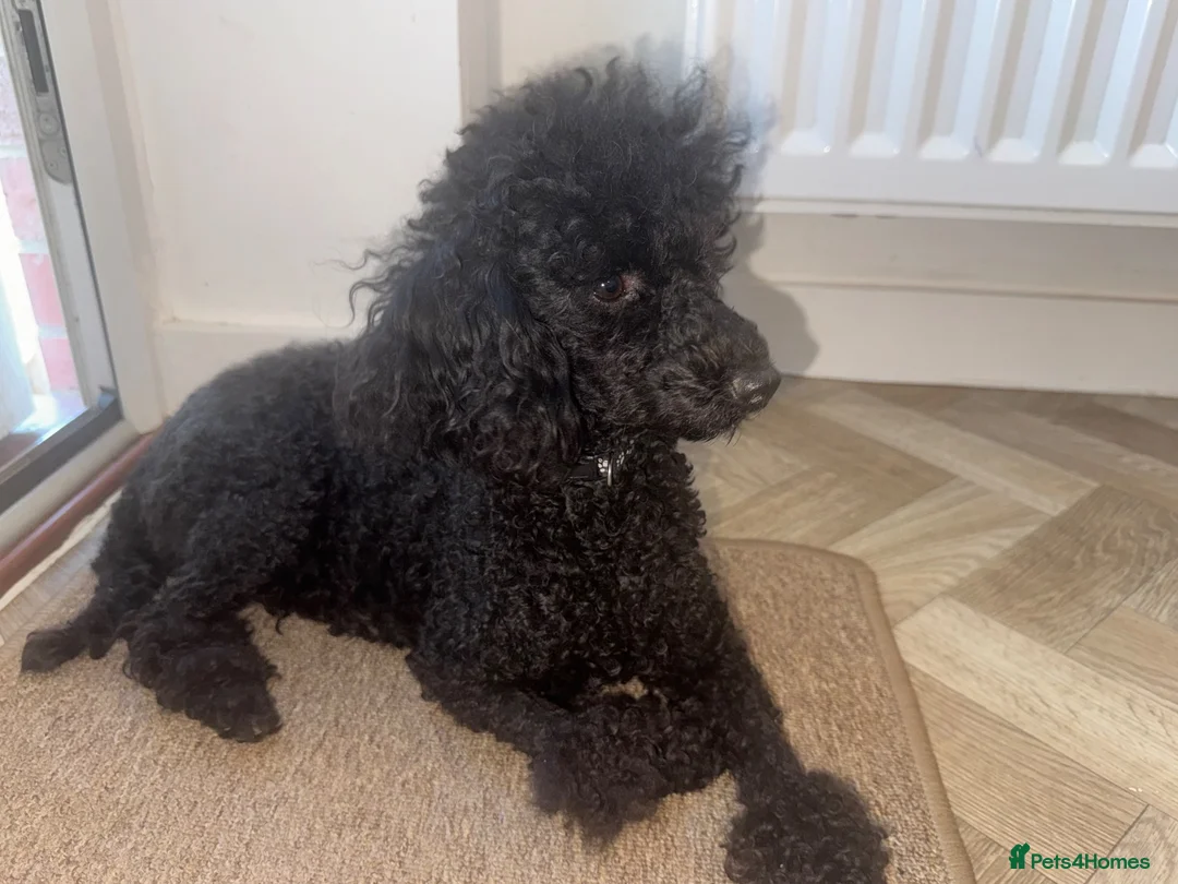Miniature Poodle dogs for sale: Apricot pup in Newark - Advert 1
