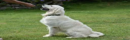 Golden Retriever dogs for stud: Fully health tested, KC reg pale Cream boy  - Advert 3