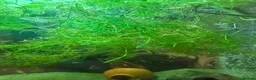 Live Bearers fish for sale: Aquatic plants for sale for aquarium/ pond   - Advert 4