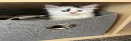 Domestic Shorthair cats for sale: Beautiful kittens for sale  in Pontefract - Advert 10