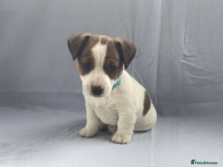 Jack Russell dogs Lovely Jack Russell - Advert 16