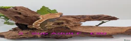 Gecko reptiles for sale: Beautiful Mix of Crested Geckos - Advert 33