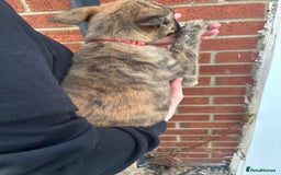 Belgian Shepherd Dog dogs for sale: Dutch herder x malinois Shepherd - Image 10