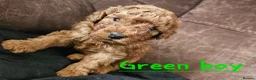Cockapoo dogs for sale: 🐶 Lovable Teddy Bear red Toy Cockapoo Puppies 🐶  - Advert 13
