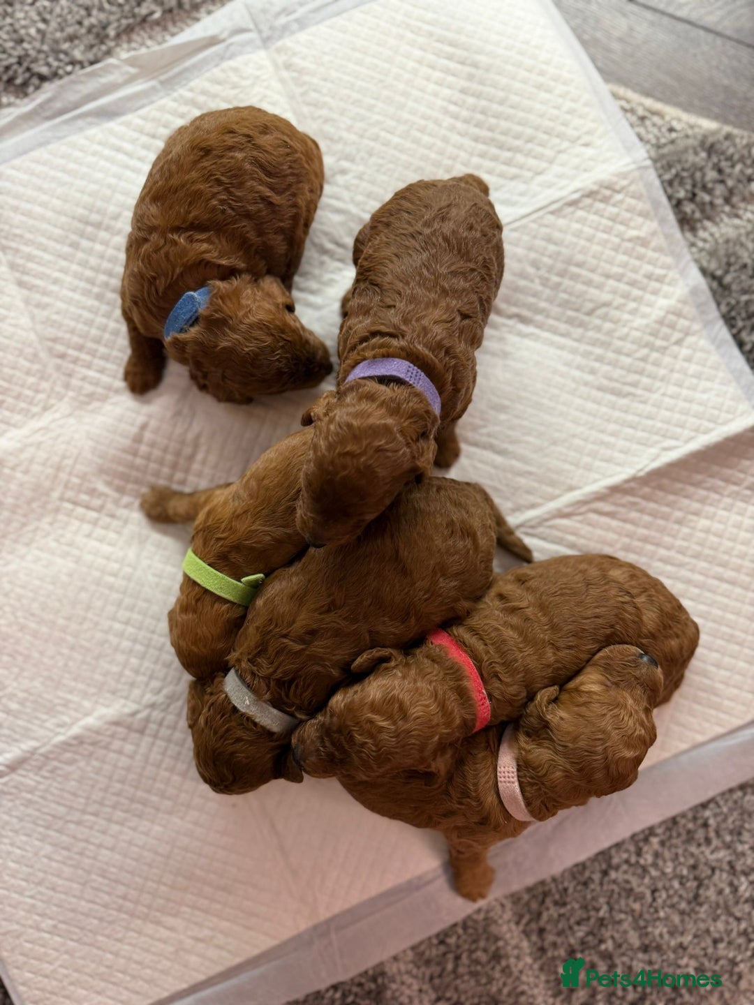 Cavapoo dogs for sale: F1b Cavapoo  - Image 6