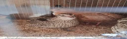 Quail poultry for sale: Corturnix quail fertile eggs - Advert 23
