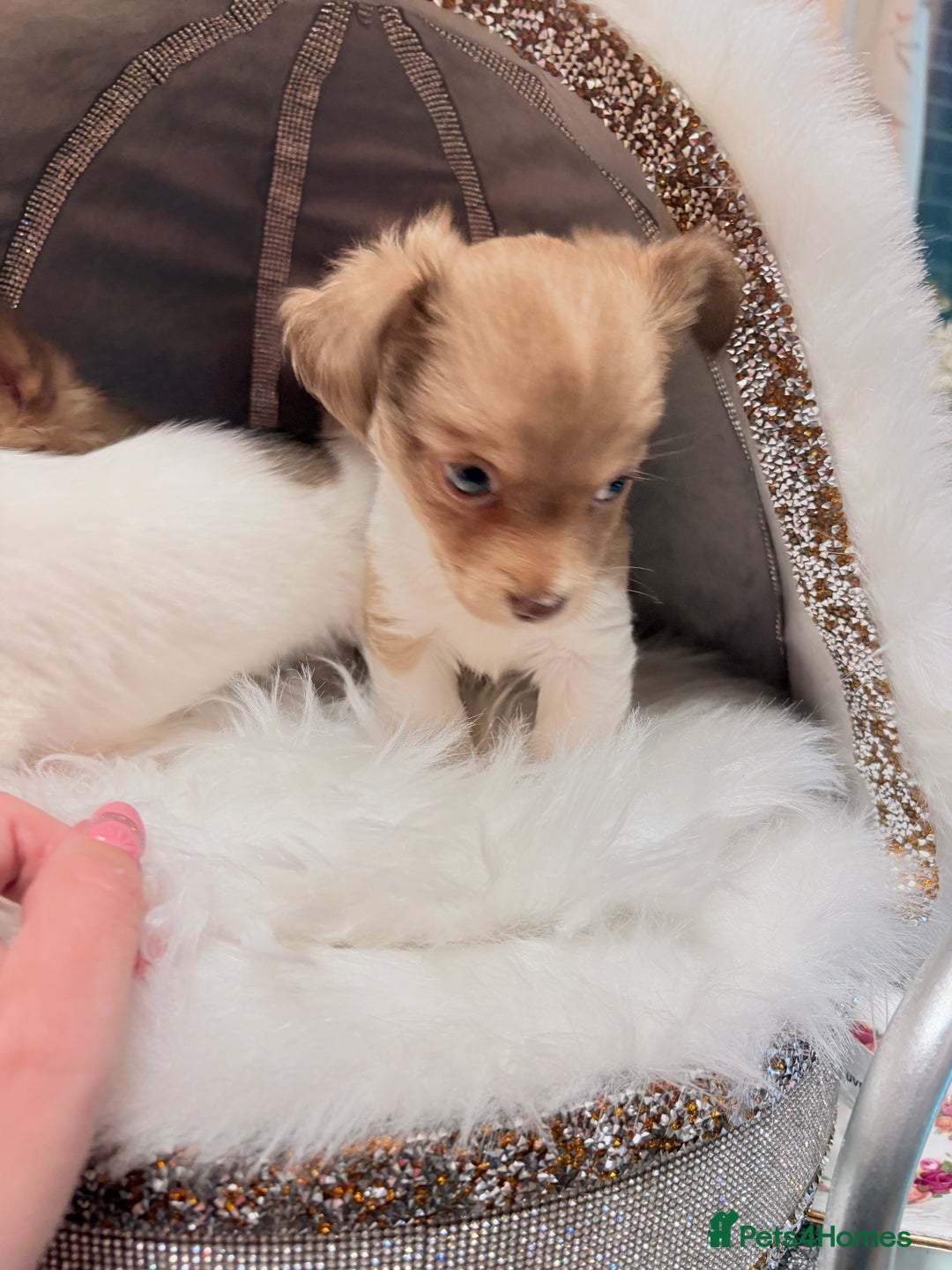 Mixed Breed dogs for sale: Stunning miniature toy chiweenie pups male female - Advert 11