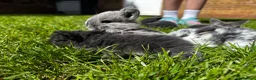 Mini Lop rabbits for sale: 2 Blue Baby Mini Lops - Advert 25