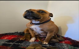 Staffordshire Bull Terrier dogs for sale: !READY NOW! KC Reg Quality Red Staffy Puppies  - Image 33