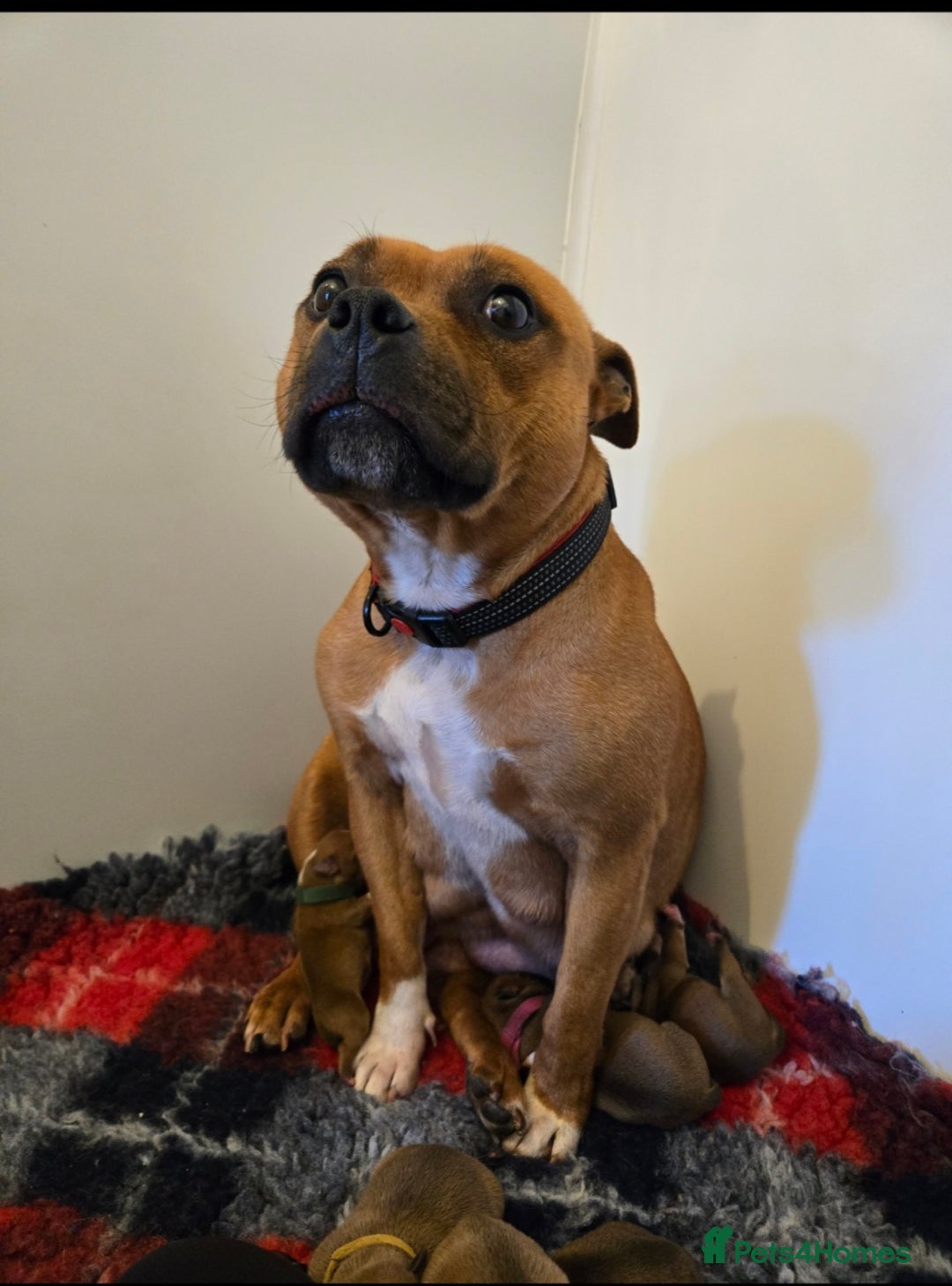 Staffordshire Bull Terrier dogs for sale: !READY NOW! KC Reg Quality Red Staffy Puppies  - Image 33