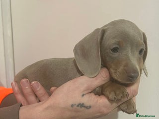 Miniature Dachshund dogs Isabella dapple Miniature dachshund - Advert 15