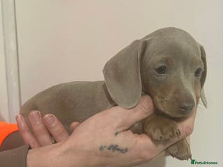 Miniature Dachshund dogs Isabella dapple Miniature dachshund - Advert 13