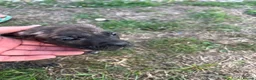 Mixed Breed dogs for sale: Puppy’s for sale in Market Rasen - Advert 9