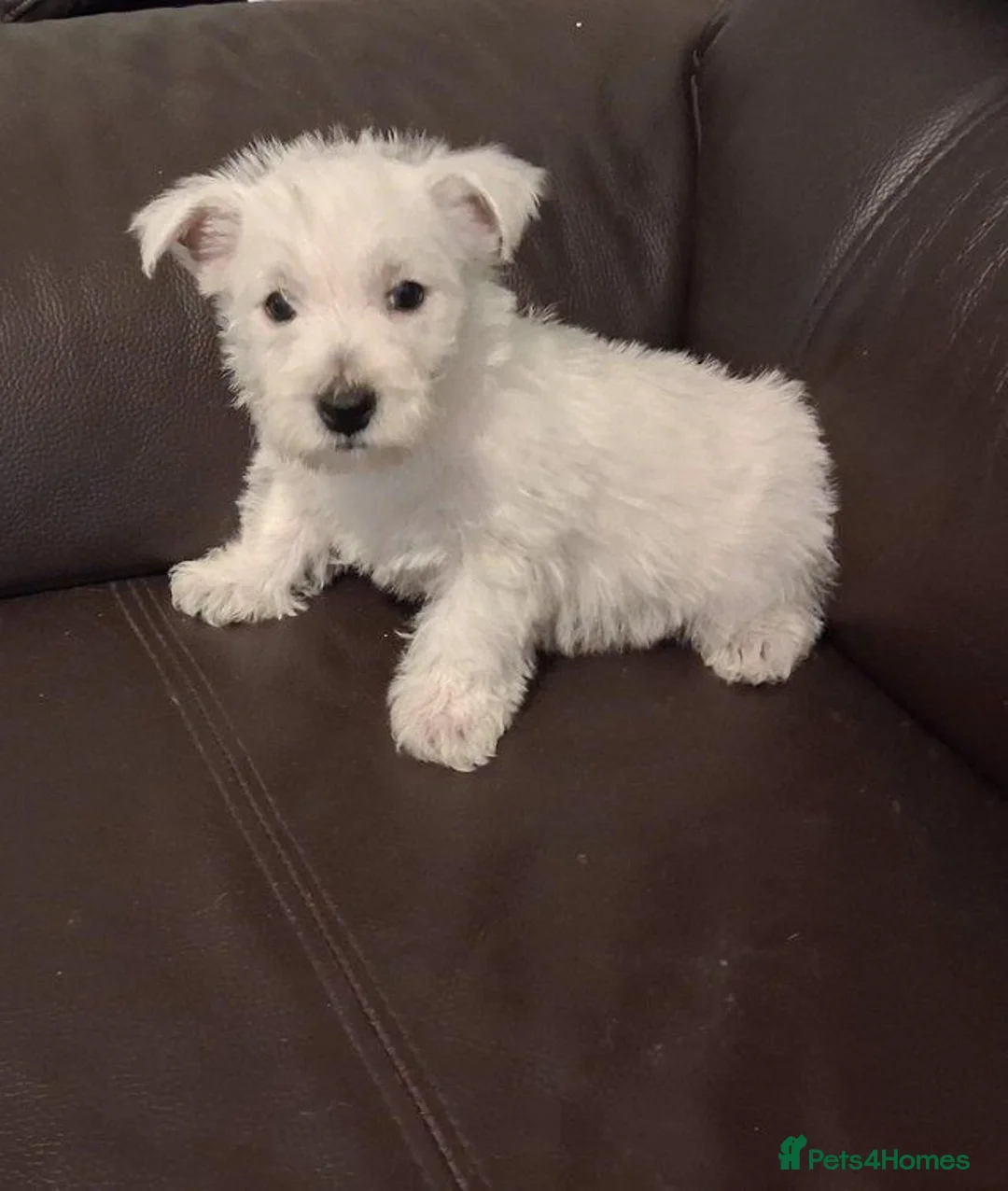 West Highland Terrier dogs for sale: West Highland Terrier (Westie) Puppies  in Birmingham - Advert 2