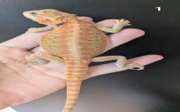 Bearded Dragon reptiles for sale: Bearded dragons male. Last few left - Image 3