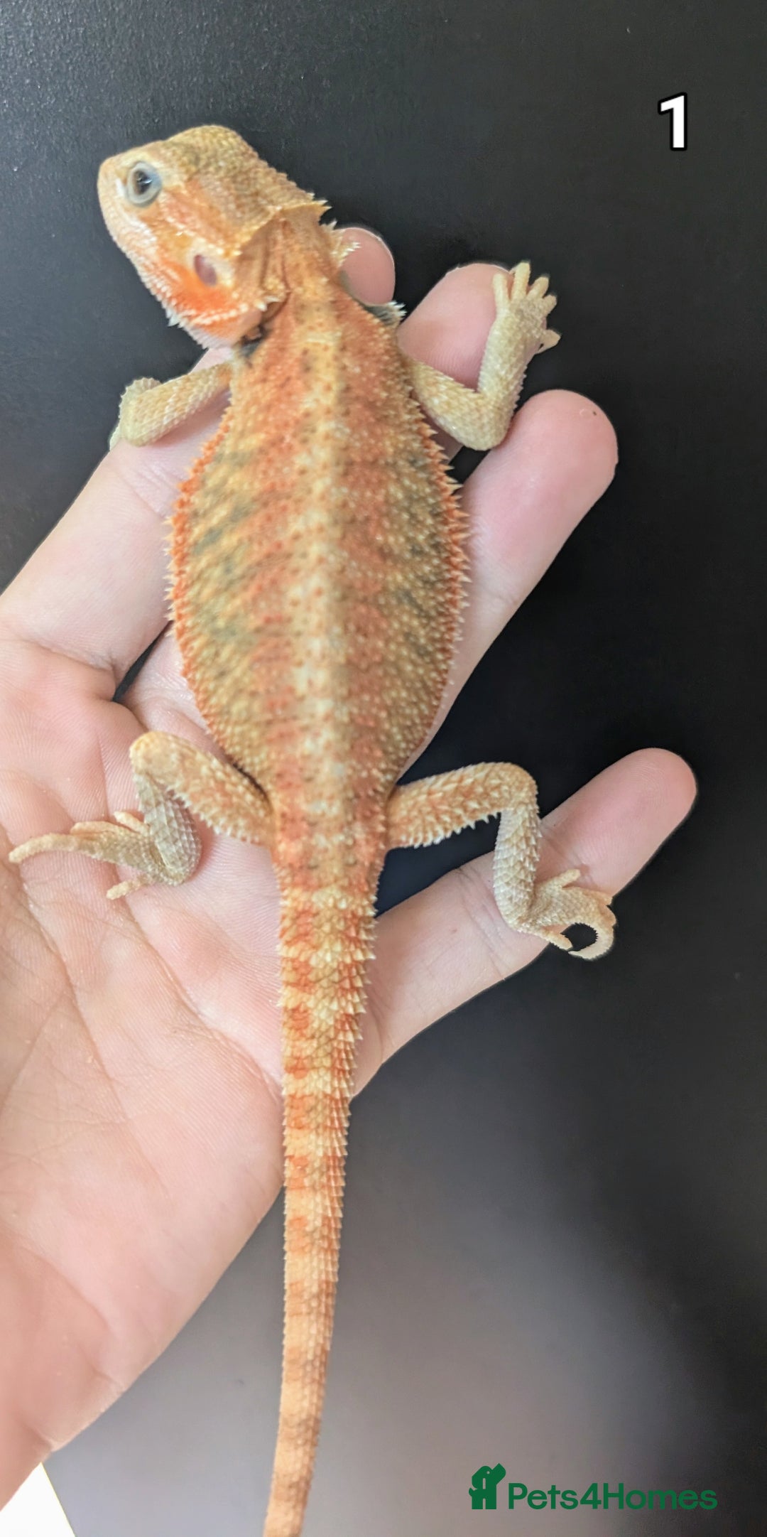 Bearded Dragon reptiles for sale: Bearded dragons male. Last few left - Image 3