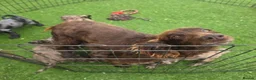 Cocker Spaniel dogs for sale: Gorgeous Working Type Cocker Spaniels - Advert 4