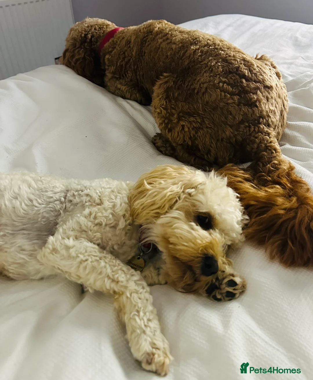 Maltipoo dogs for stud: Gorgeous Maltipoo available for Stud🩵 in Swansea - Advert 10