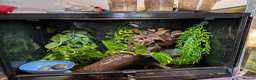 Frog reptiles for sale: Mossy frogs and enclosure  in Lechlade - Advert 4