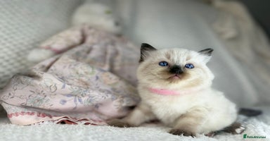 Ragdoll cats - Advert 12
