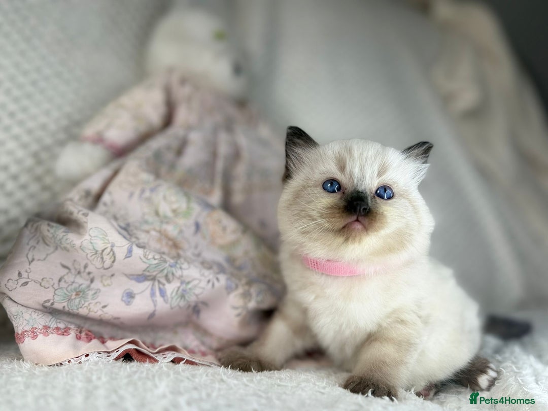 Ragdoll cats for sale: Stunning ragdoll kittens for sale  - Image 2
