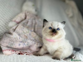 Ragdoll cats - Advert 9