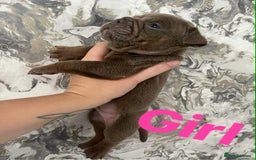 English Bulldog dogs for sale: Isabella and tri English bulldog puppy’s  - Image 6
