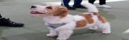 Jack Russell dogs for stud: Jack Russell Terrier Stud  in Leicester - Advert 9