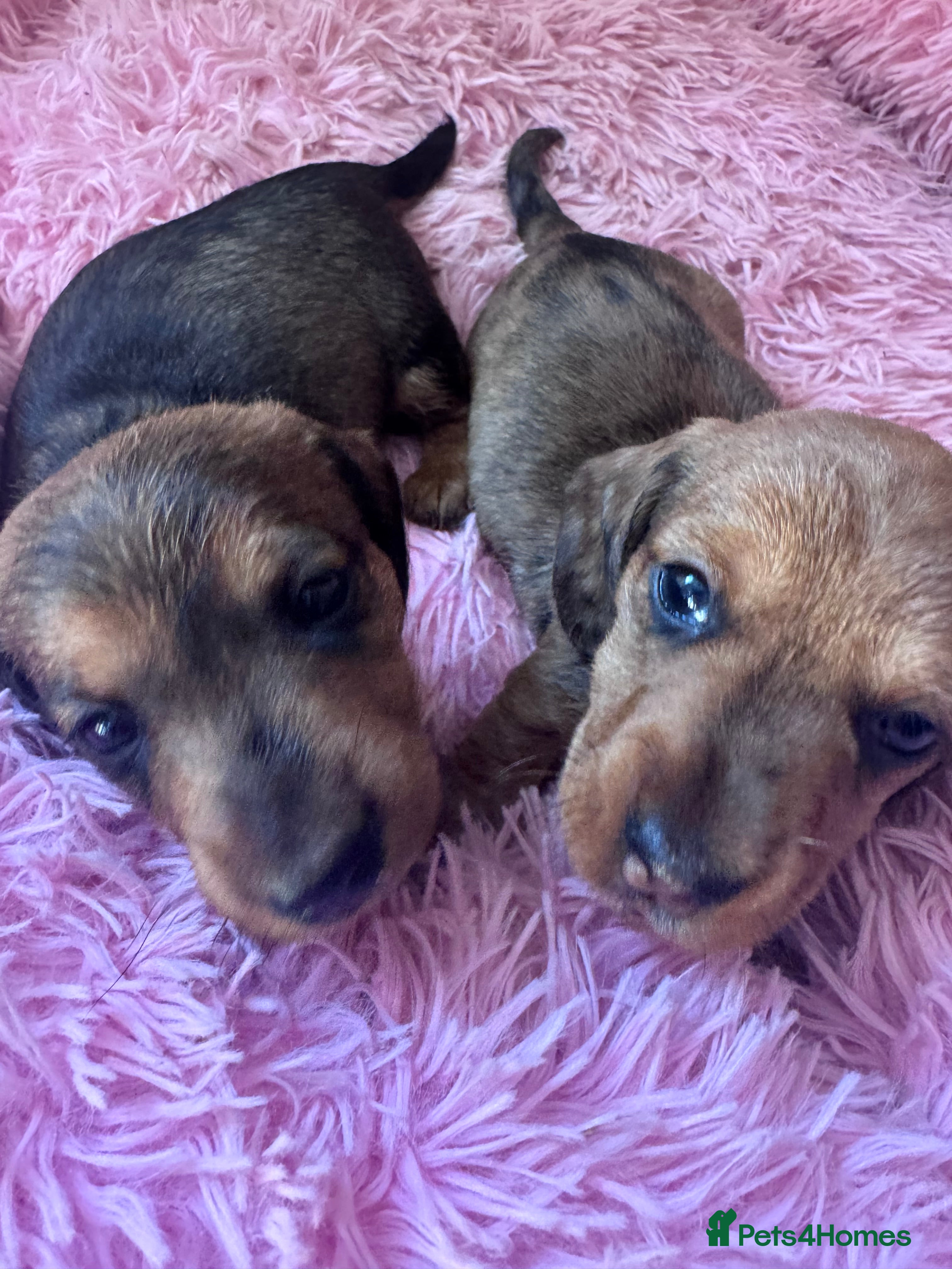 Dachshund dogs Miniature wire haired dachshunds - Advert 16