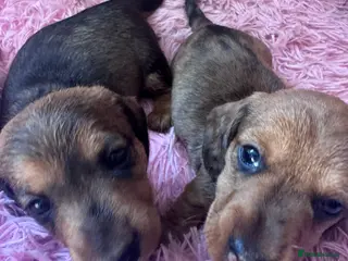 Dachshund dogs Miniature wire haired dachshunds - Advert 16