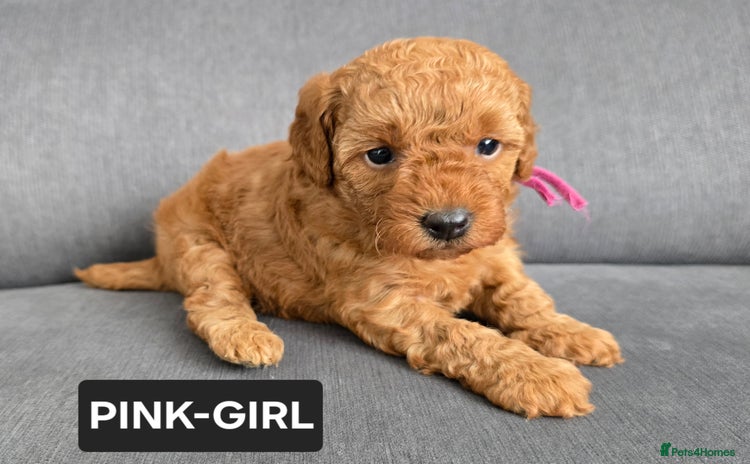 Toy Poodle dogs - Advert 2