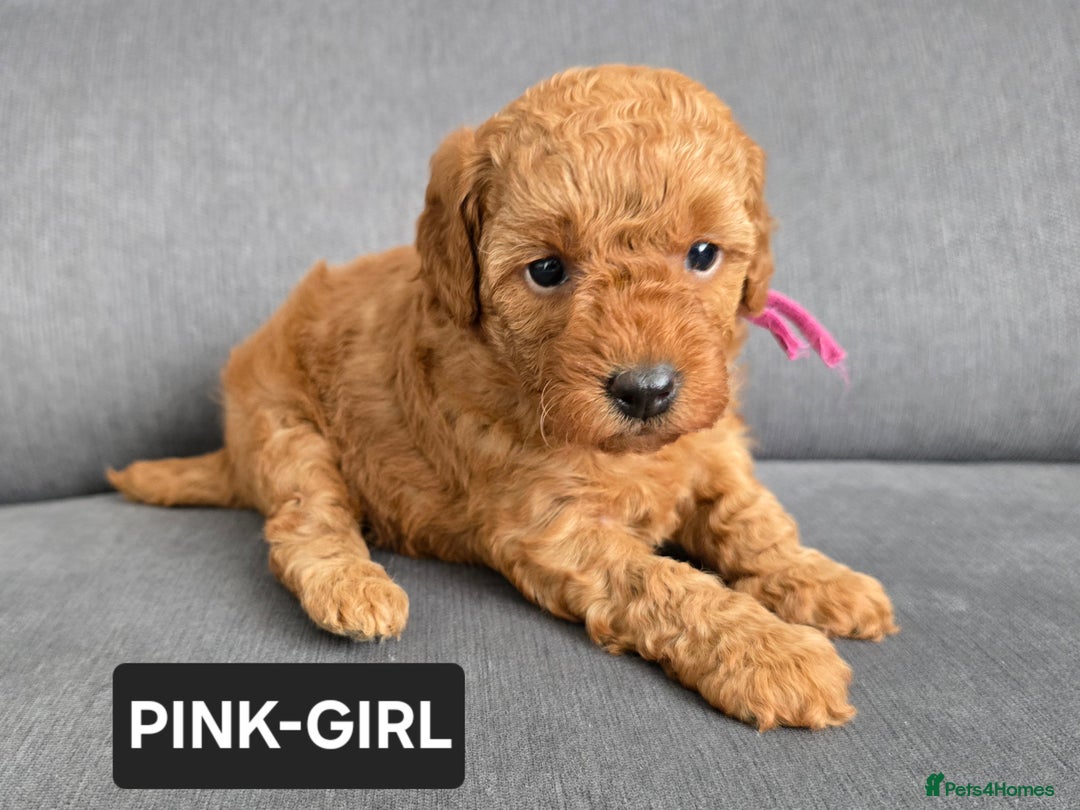Toy Poodle dogs for sale: STUNNING RED TOY POODLE 🤩🐶 - Image 1