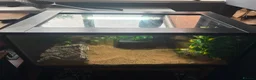 Leopard Gecko reptiles for sale: Female leopard gecko and setup  in Mold - Advert 2