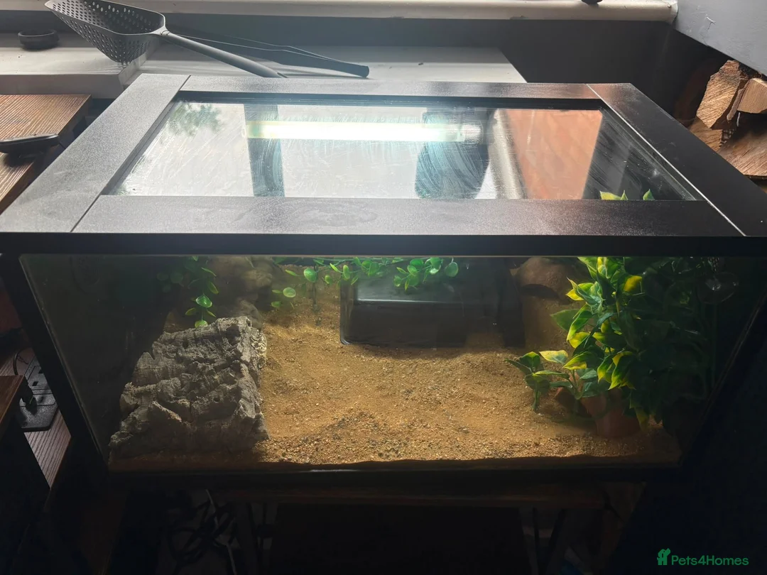 Leopard Gecko reptiles for sale: Female leopard gecko and setup  in Mold - Advert 2