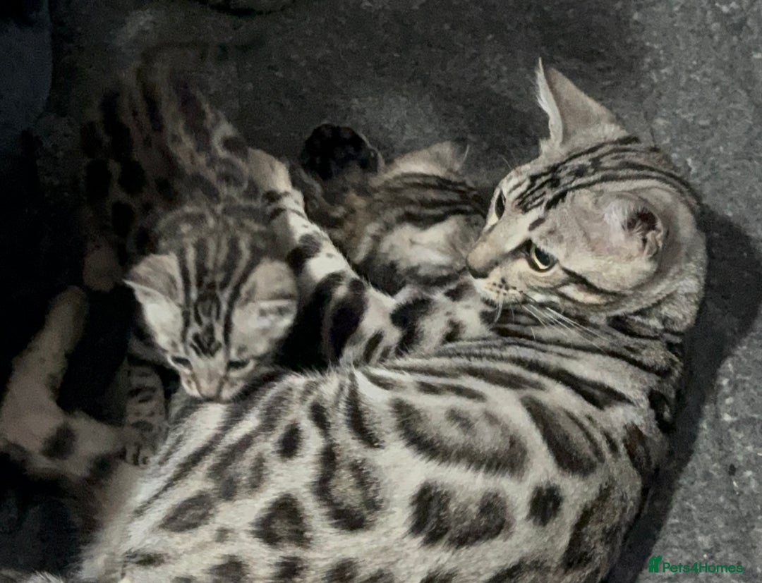 Bengal cats for sale: Ready mid March. Stunning TICA-registered Bengals  - Advert 32