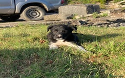 Border Collie dogs for sale: Playful puppies  - Image 2
