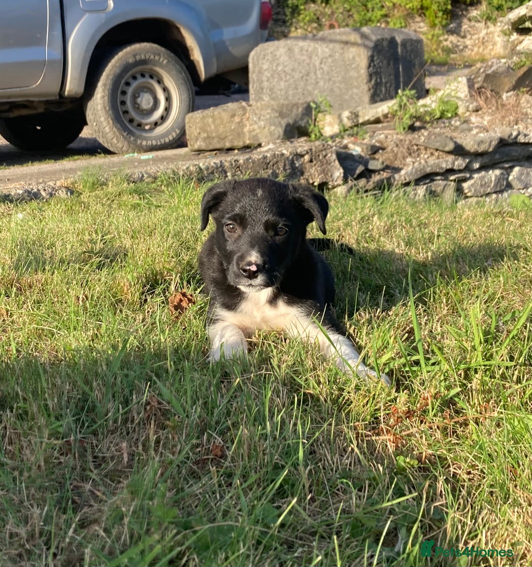 Border Collie dogs for sale: Playful puppies  - Image 2