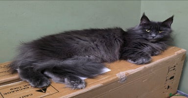 Maine Coon cats - Advert 8