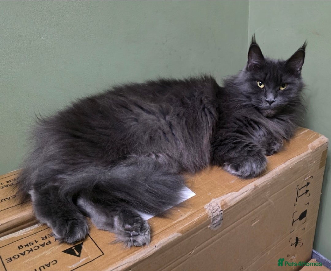 Maine Coon cats for sale: Beautiful Mainecoon Queen  - Image 3