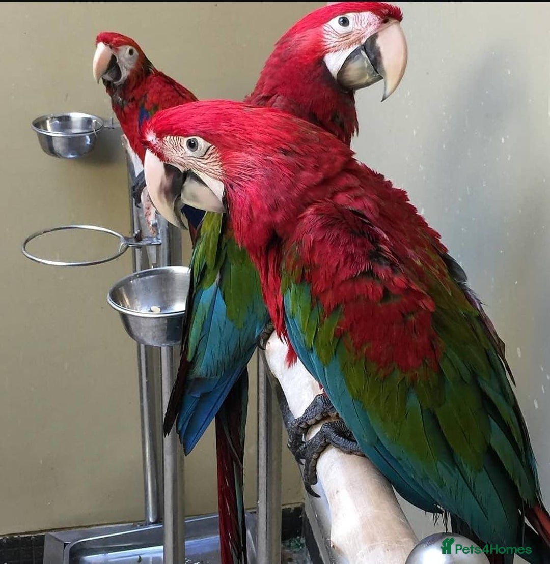 Parrots birds for sale: Tamed Parrots, African Greys and more - Image 6