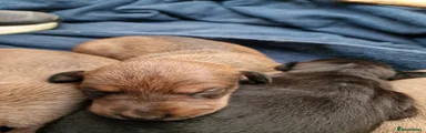Mixed Breed Puppy 4 RESERVED 
