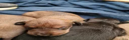 Mixed Breed dogs for sale: Italian Greyhound X Bedlington Whippet F1 - Advert 9