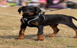 Dobermann dogs for sale: 1 Boy available Exceptional European Doberman - Image 5