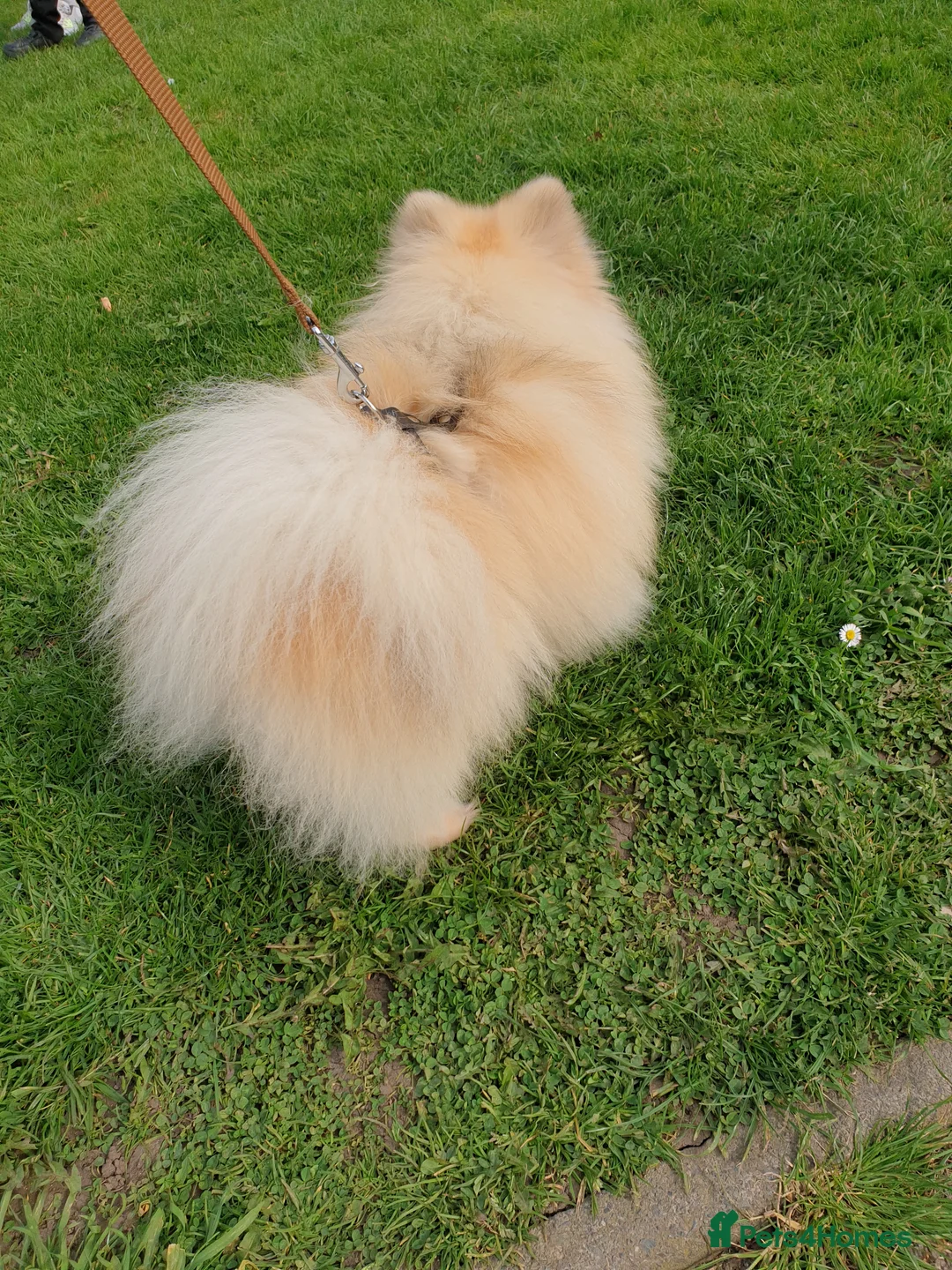 Pomeranian dogs for stud: Rocket Pomeranian stud  in Romford - Advert 18