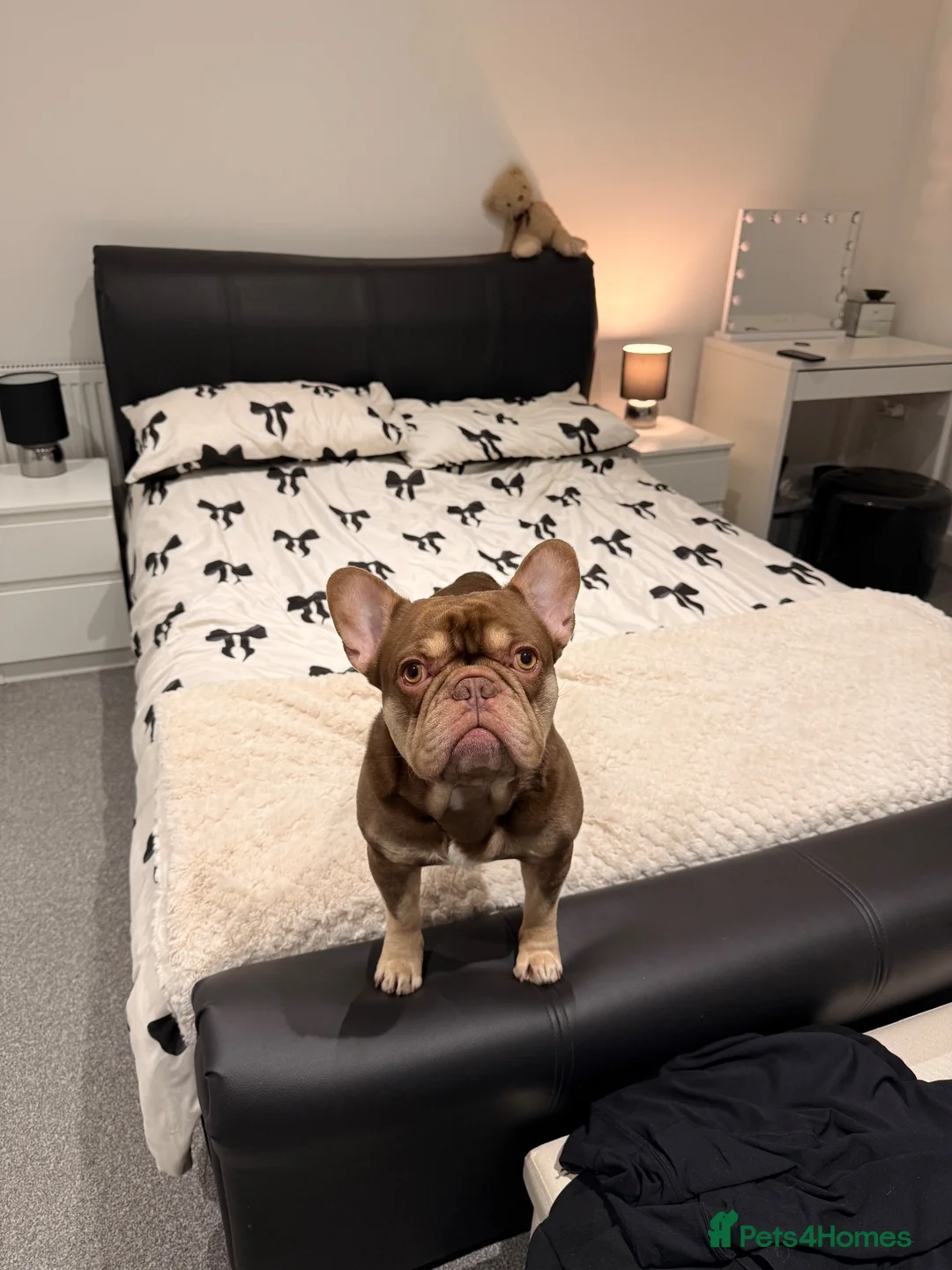 French Bulldog dogs for stud: Enzo - chocolate French bulldog  in Manchester - Advert 2
