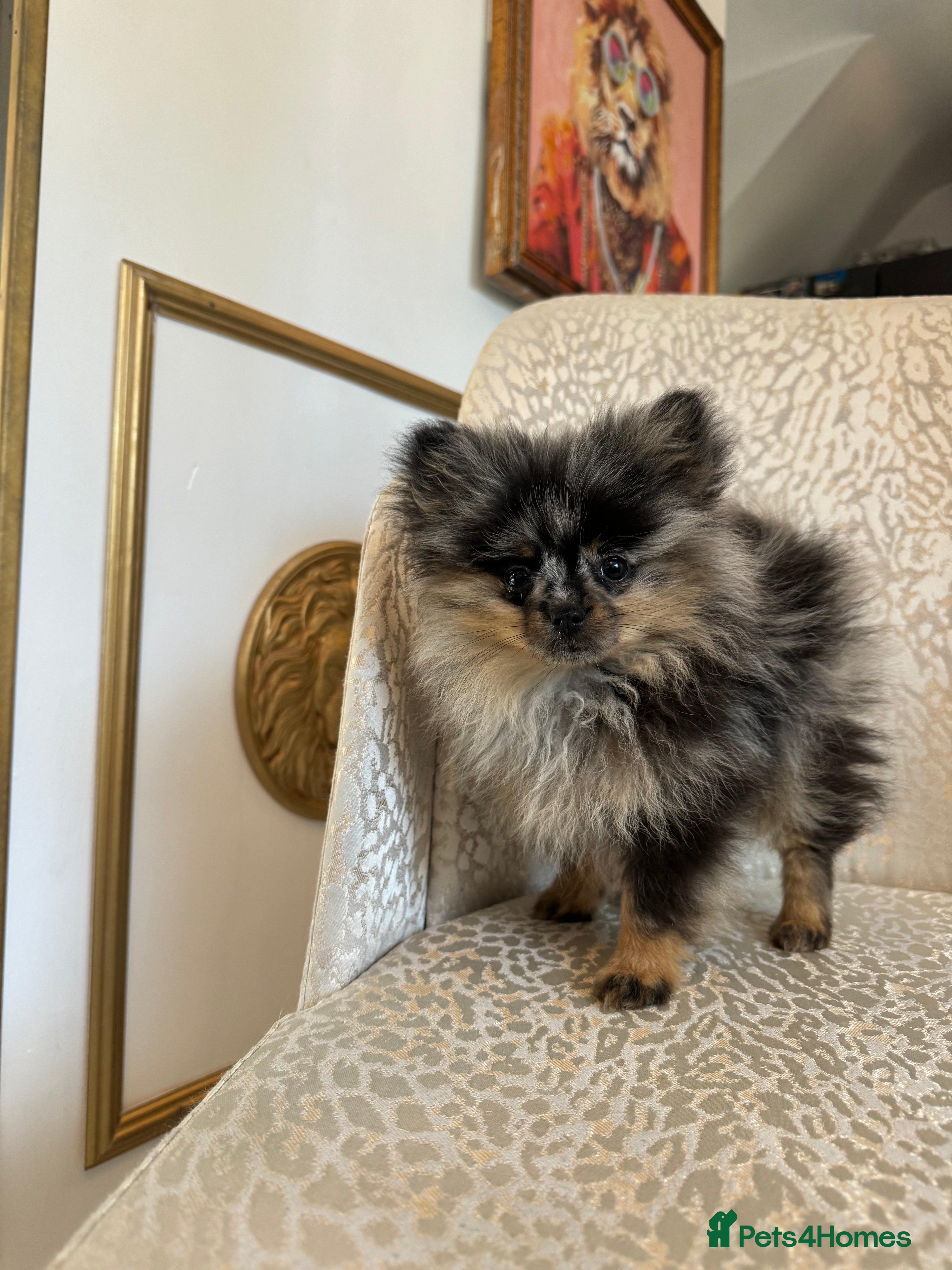 Pomeranian dogs RARE Merle Pomeranian Champion Lines - Advert 10