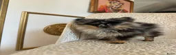 Pomeranian dogs for sale: RARE Merle Pomeranian Champion Lines - Advert 7