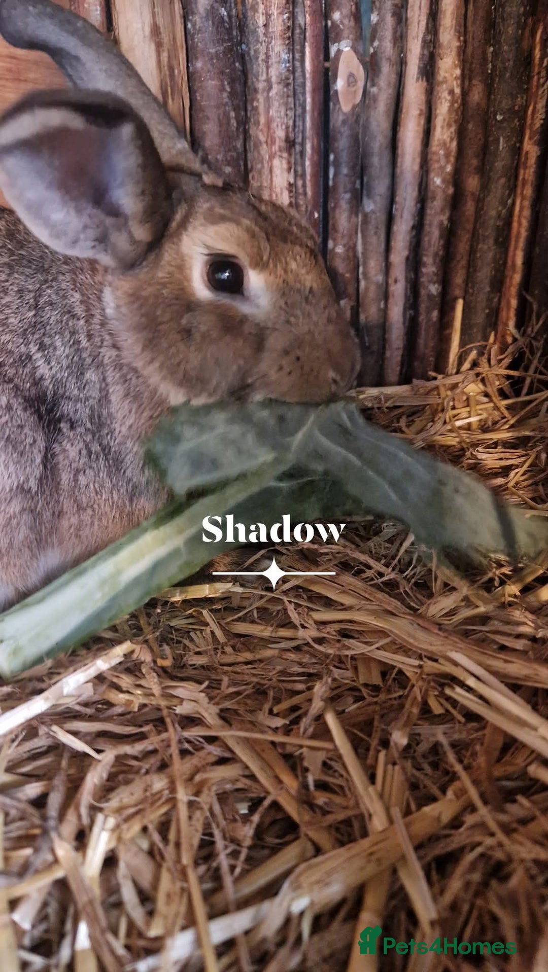 Rex rabbits for sale: Mini rex rabbits - Image 10