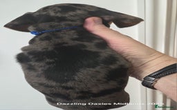 Miniature Dachshund dogs for sale: KC Registered shorthaired minature Daschunds pups - Image 10